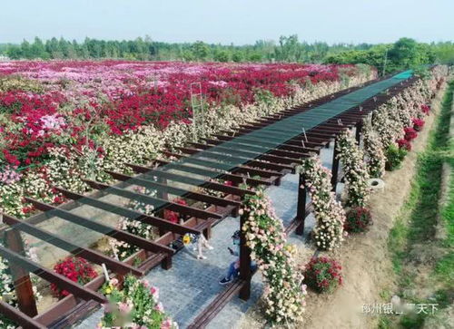 美呆了！邳州再現(xiàn)網(wǎng)紅打卡地——生態(tài)園