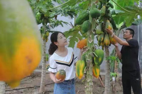 淄博淄川 山東欣澤順富硒生態(tài)園，南果北種繪就鄉(xiāng)村振興的‘硒’望畫卷