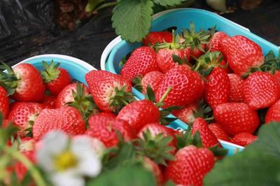 放假了，一定要去生態(tài)園的6個理由！