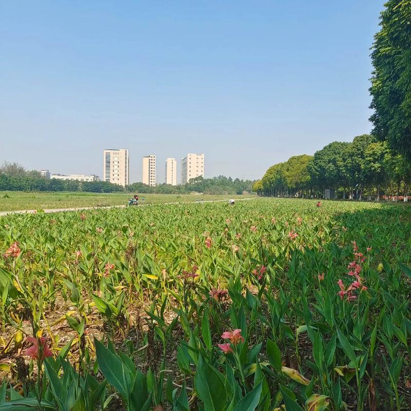 東莞生態園 都市綠肺，自然與科技交融的休閑勝地